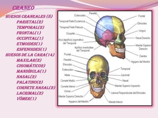 CRANEO
Huesos craneales (8)
Parietal(2)
Temporal(2)
Frontal(1)
Occipital(1)
Etmoides(1)
Esfenoides(1)
HUESOS DE LA CARA(14)
MAXILAR(2)
CIGOMÁTICO2)
MANDÍBULA(1)
NASAL(2)
PALATINO(2)
CORNETE NASAL(2)
LACRIMAL(2)
VÓMER(1)
 