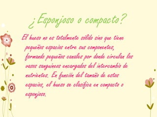 ¿Esponjoso o compacto?
El hueso no es totalmente sólido sino que tiene
pequeños espacios entre sus componentes,
formando pequeños canales por donde circulan los
vasos sanguíneos encargados del intercambio de
nutrientes. En función del tamaño de estos
espacios, el hueso se clasifica en compacto o
esponjoso.
 
