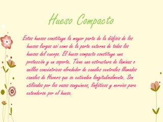 Hueso Compacto
Estos huesos constituye la mayor parte de la diáfisis de los
huesos largos así como de la parte externa de todos los
huesos del cuerpo. El hueso compacto constituye una
protección y un soporte. Tiene una estructura de láminas o
anillos concéntricos alrededor de canales centrales llamados
canales de Havers que se extienden longitudinalmente. Son
utilizados por los vasos sanguíneos, linfáticos y nervios para
extenderse por el hueso.
 
