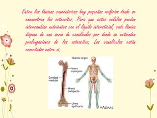 Entre las láminas concéntricas hay pequeños orificios donde se
encuentran los osteocitos. Para que estas células puedan
intercambiar nutrientes con el líquido intersticial, cada lámina
dispone de una serie de canalículos por donde se extienden
prolongaciones de los osteocitos. Los canalículos están
conectados entre si.
 