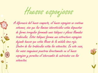 Huesos esponjosos
A diferencia del hueso compacto, el hueso esponjoso no contiene
osteones, sino que las láminas intersticiales están dispuestas
de forma irregular formando unos tabiques o placas llamadas
trabéculas. Estos tabiques forman una estructura esponjosa
dejando huecos que están llenos de la médula ósea roja.
Dentro de las trabéculas están los osteocitos. En este caso,
los vasos sanguíneos penetran directamente en el hueso
esponjoso y permiten el intercambio de nutrientes con los
osteocitos.
 