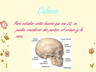Cabeza
Para estudiar estos huesos que son 22, se
pueden considerar dos partes: el cráneo y la
cara.
 