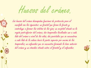 Huesos del cráneo.
Los huesos del cráneo desempeñan funciones de protección para el
encéfalo son los siguientes: un frontal que forma la frente y
contribuye a formar las órbitas de los ojos; un occipital situado en la
región post-inferior del cráneo; dos temporales localizados uno a cada
lado del cráneo a nivel de los oídos; dos parietales que se encuentran
a cada lado de la cabeza hacia la parte superior por encima de los
temporales; un esfenoides que se encuentra formando la base anterior
del cráneo y un etmoides situado entre el frontal y el esfenoides.
 