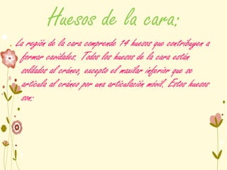 Huesos de la cara:
La región de la cara comprende 14 huesos que contribuyen a
formar cavidades. Todos los huesos de la cara están
soldados al cráneo, excepto el maxilar inferior que se
articula al cráneo por una articulación móvil. Estos huesos
son:
 
