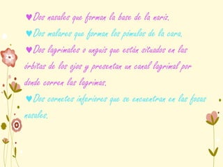 Dos nasales que forman la base de la nariz.
Dos malares que forman los pómulos de la cara.
Dos lagrimales o unguis que están situados en las
órbitas de los ojos y presentan un canal lagrimal por
donde corren las lagrimas.
Dos cornetes inferiores que se encuentran en las fosas
nasales.
 