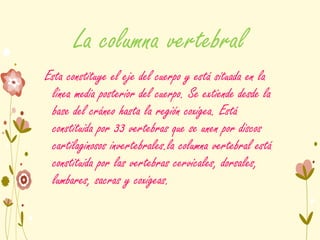 La columna vertebral
Esta constituye el eje del cuerpo y está situada en la
línea media posterior del cuerpo. Se extiende desde la
base del cráneo hasta la región coxígea. Está
constituida por 33 vertebras que se unen por discos
cartilaginosos invertebrales.la columna vertebral está
constituida por las vertebras cervicales, dorsales,
lumbares, sacras y coxígeas.
 