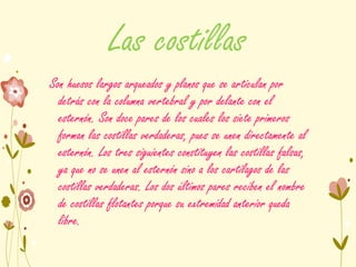 Las costillas
Son huesos largos arqueados y planos que se articulan por
detrás con la columna vertebral y por delante con el
esternón. Son doce pares de los cuales los siete primeros
forman las costillas verdaderas, pues se unen directamente al
esternón. Los tres siguientes constituyen las costillas falsas,
ya que no se unen al esternón sino a los cartílagos de las
costillas verdaderas. Los dos últimos pares reciben el nombre
de costillas flotantes porque su extremidad anterior queda
libre.
 