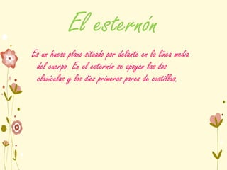 El esternón
Es un hueso plano situado por delante en la línea media
del cuerpo. En el esternón se apoyan las dos
clavículas y los diez primeros pares de costillas.
 