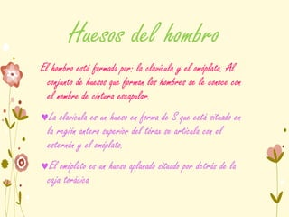 Huesos del hombro
El hombro está formado por: la clavícula y el omóplato. Al
conjunto de huesos que forman los hombres se le conoce con
el nombre de cintura escapular.
La clavícula es un hueso en forma de S que está situado en
la región antero superior del tórax se articula con el
esternón y el omóplato.
El omóplato es un hueso aplanado situado por detrás de la
caja torácica
 