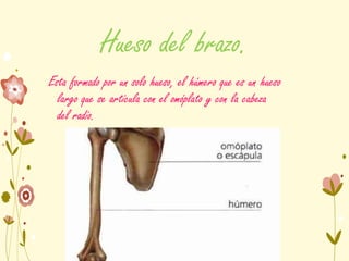 Hueso del brazo.
Esta formado por un solo hueso, el húmero que es un hueso
largo que se articula con el omóplato y con la cabeza
del radio.
 