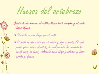 Huesos del antebrazo
Consta de dos huesos: el cubito situado hacia adentro y el radio
hacia afuera.
El cubito es más largo que el radio
El radio es más corto que el cúbito y algo curvado. El radio
puede girar sobre el cúbito, lo cual permite los movimientos
de la mano, es decir, voltearla hacia abajo y adentro y hacia
arriba y afuera.
 