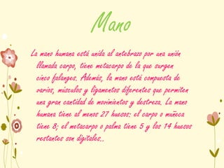 Mano
La mano humana está unida al antebrazo por una unión
llamada carpo, tiene metacarpo de la que surgen
cinco falanges. Además, la mano está compuesta de
varios, músculos y ligamentos diferentes que permiten
una gran cantidad de movimientos y destreza. La mano
humana tiene al menos 27 huesos: el carpo o muñeca
tiene 8; el metacarpo o palma tiene 5 y los 14 huesos
restantes son digitales..
 
