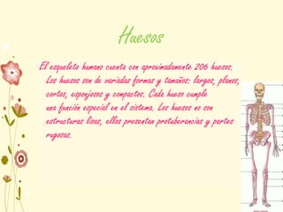 Huesos
El esqueleto humano cuenta con aproximadamente 206 huesos.
Los huesos son de variadas formas y tamaños: largos, planos,
cortos, esponjosos y compactos. Cada hueso cumple
una función especial en el sistema. Los huesos no son
estructuras lisas, ellos presentan protuberancias y partes
rugosas.
 