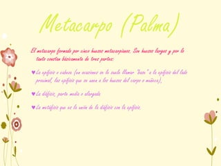 Metacarpo (Palma)
El metacarpo formado por cinco huesos metacarpianos. Son huesos largos y por lo
tanto constan básicamente de tres partes:
La epífisis o cabeza (en ocasiones se le suele llamar "base" a la epífisis del lado
proximal, las epífisis que se unen a los huesos del carpo o muñeca),
La diáfisis, parte media o alargada
La metáfisis que es la unión de la diáfisis con la epífisis.
 
