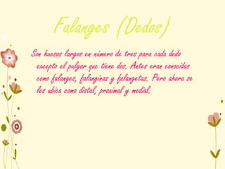 Falanges (Dedos)
Son huesos largos en número de tres para cada dedo
excepto el pulgar que tiene dos. Antes eran conocidas
como falanges, falanginas y falangetas. Pero ahora se
les ubica como distal, proximal y medial.
 