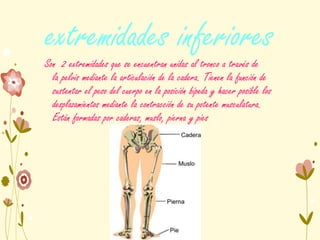 extremidades inferiores
Son 2 extremidades que se encuentran unidas al tronco a través de
la pelvis mediante la articulación de la cadera. Tienen la función de
sustentar el peso del cuerpo en la posición bípeda y hacer posible los
desplazamientos mediante la contracción de su potente musculatura.
Están formadas por caderas, muslo, pierna y pies
 