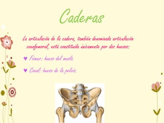 Caderas
La articulación de la cadera, también denominada articulación
coxofemoral, está constituida únicamente por dos huesos:
 Fémur: hueso del muslo.
 Coxal: hueso de la pelvis.
 