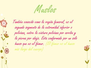 Muslos
También conocido como la región femoral, es el
segundo segmento de la extremidad inferior o
pelviana, entre la cintura pelviana por arriba y
la pierna por abajo. Esta conformado por un solo
hueso que es el fémur. (El fémur es el hueso
más largo del cuerpo)
 