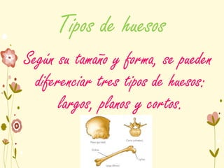 Tipos de huesos
Según su tamaño y forma, se pueden
diferenciar tres tipos de huesos:
largos, planos y cortos.
 