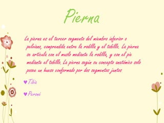 Pierna
La pierna es el tercer segmento del miembro inferior o
pelviano, comprendida entre la rodilla y el tobillo. La pierna
se articula con el muslo mediante la rodilla, y con el pie
mediante el tobillo. La pierna según su concepto anatómico solo
posee un hueso conformado por dos segmentos juntos
Tibia
Peroné
 