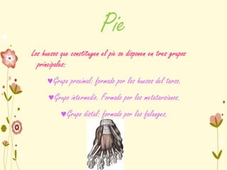 Pie
Los huesos que constituyen el pie se disponen en tres grupos
principales:
Grupo proximal: formado por los huesos del tarso.
Grupo intermedio. Formado por los metatarsianos.
Grupo distal: formado por las falanges.
 