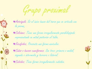 Grupo proximal
Astrágalo. Es el único hueso del tarso que se articula con
la pierna,
Calcáneo. Tiene una forma irregularmente paralelepípeda
representando su mitad posterior el talón.
Escafoides. Presenta una forma navicular.
Cuñas o huesos cuneiformes. Son tres: primera o medial,
segunda o intermedia y tercera o lateral.
Cuboides. Tiene forma irregularmente cuboidea.
 