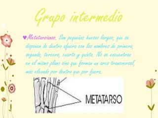 Grupo intermedio
Metatarsianos. Son pequeños huesos largos, que se
disponen de dentro afuera con los nombres de primero,
segundo, tercero, cuarto y quinto. No se encuentran
en el mismo plano sino que forman un arco transversal,
más elevado por dentro que por fuera.
 