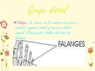 Grupo distal
Falanges. Se conocen con los nombres de primera o
proximal, segunda o medial y tercera o distal o
unqueal. El dedo gordo o hallux sólo tiene dos
falanges:
 