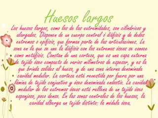 Huesos largosLos huesos largos, como los de las extremidades, son cilíndricos y
alargados. Disponen de un cuerpo central ó diáfisis y de dedos
extremos o epífisis, que forman parte de las articulaciones. La
zona en la que se une la diáfisis con los extremos óseos se conoce
como metáfisis. Constan de una corteza, que es una capa externa
de tejido óseo compacto de varios milímetros de espesor, y es la
que brinda solidez al hueso, y de una zona interna denominada
cavidad medular. La corteza está revestida por fuera por una
lámina de tejido conjuntivo y óseo denominada endostio. La cavidad
medular de los extremos óseos está rellena de un tejido óseo
esponjoso, poco denso. En las zonas centrales de los huesos, la
cavidad alberga un tejido distinto: la médula ósea.
 