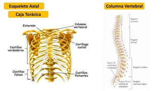 Esqueleto Axial
Caja Torácica
Columna Vertebral
 