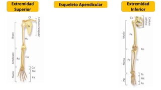 Esqueleto Apendicular Extremidad
Inferior
Extremidad
Superior
 