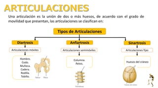 Hombro.
Codo.
Muñeca.
Cadera.
Rodilla.
Tobillo.
Una articulación es la unión de dos o más huesos, de acuerdo con el grado de
movilidad que presentan, las articulaciones se clasifican en:
Anfiartrosis
Articulaciones móviles
Tipos de Articulaciones
Diartrosis
Columna.
Pelvis.
Articulaciones semimóviles
Huesos del cráneo
Articulaciones fijas
Sinartrosis
 