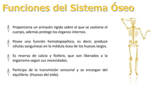 Proporciona un armazón rígido sobre el que se sostiene el
cuerpo, además protege los órganos internos.
Posee una función hematopoyética, es decir, produce
células sanguíneas en lo médula ósea de los huesos largos.
Es reserva de calcio y fósforo, que son liberados a la
organismo según sus necesidades.
Participa de la transmisión sensorial y se encargan del
equilibrio. (Huesos del oído).
 