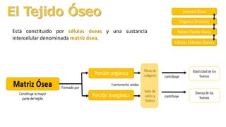 Sistema Óseo
Órganos (Huesos)
Tejido (Tejido Óseo)
Células (Células Óseas)
Está constituido por células óseas y una sustancia
intercelular denominada matriz ósea.
 