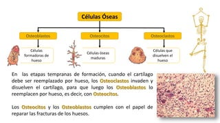 Células Óseas
Osteoblastos Osteocitos Osteoclastos
Células
formadoras de
hueso
Células óseas
maduras
Células que
disuelven el
hueso
En las etapas tempranas de formación, cuando el cartílago
debe ser reemplazado por hueso, los Osteoclastos invaden y
disuelven el cartílago, para que luego los Osteoblastos lo
reemplacen por hueso, es decir, con Osteocitos.
Los Osteocitos y los Osteoblastos cumplen con el papel de
reparar las fracturas de los huesos.
 