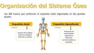 Los 206 huesos que conforman el esqueleto están organizados en dos grandes
grupos:
Esqueleto Axial Esqueleto Apendicular
Formado por Formado por
Huesos de la cabeza.
Columna vertebral.
Esternón y costillas.
Huesos de las
extremidades
superiores e
inferiores.
La cintura pélvica y
escapular.
 