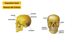 Esqueleto Axial
Huesos del Cráneo
 