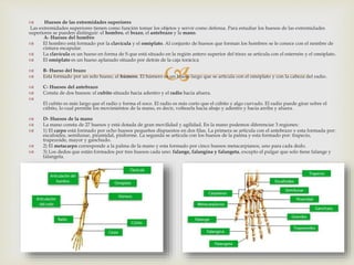 
 Huesos de las extremidades superiores
Las extremidades superiores tienen como función tomar los objetos y servir como defensa. Para estudiar los huesos de las extremidades
superiores se pueden distinguir: el hombro, el brazo, el antebrazo y la mano.
A- Huesos del hombro
 El hombro está formado por la clavícula y el omóplato. Al conjunto de huesos que forman los hombres se le conoce con el nombre de
cintura escapular.
 La clavícula es un hueso en forma de S que está situado en la región antero superior del tórax se articula con el esternón y el omóplato.
 El omóplato es un hueso aplanado situado por detrás de la caja torácica
 B- Hueso del brazo
 Esta formado por un solo hueso, el húmero. El húmero es un hueso largo que se articula con el omóplato y con la cabeza del radio.
 C- Huesos del antebrazo
 Consta de dos huesos: el cubito situado hacia adentro y el radio hacia afuera.

El cubito es más largo que el radio y forma el soco. El radio es más corto que el cúbito y algo curvado. El radio puede girar sobre el
cúbito, lo cual permite los movimientos de la mano, es decir, voltearla hacia abajo y adentro y hacia arriba y afuera.
 D- Huesos de la mano
 La mano consta de 27 huesos y está dotada de gran movilidad y agilidad. En la mano podemos diferenciar 3 regiones:
 1) El carpo está formado por ocho huesos pequeños dispuestos en dos filas. La primera se articula con el antebrazo y esta formada por:
escafoides, semilunar, piramidal, pisiforme. La segunda se articula con los huesos de la palma y esta formado por: trapecio,
trapezoide, mayor y ganchudo.
 2) El metacarpo corresponde a la palma de la mano y esta formado por cinco huesos metacarpianos, uno para cada dedo.
 3) Los dedos que están formados por tres huesos cada uno: falange, falangina y falangeta, excepto el pulgar que solo tiene falange y
falangeta.
 