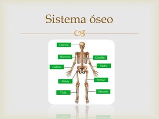 
Sistema óseo
 