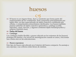  El hueso es un órgano firme, duro y resistente que forma parte del
endoesqueleto de los vertebrados. Está compuesto principalmente por
tejido óseo, un tipo especializado de tejido conectivo constituido por
células, y componentes extracelulares calcificados. Los huesos también
poseen cubiertas de tejido conectivo (periostio) y cartílago (carilla
articular), vasos, nervios, y algunos contienen tejido hematopoyético y
adiposo (médula ósea).
 Partes del hueso
 Cartílago
Los cartílagos (tejido flexible y grueso ubicado en los extremos de los huesos)
protegen los huesos y les sirven de amortiguación cuando se unen y friccionan
uno contra otro en las articulaciones.
 Hueso esponjoso
Este tipo de hueso está ubicado en el interior del hueso compacto. Se asemeja a
una esponja y sus orificios están llenos de médula.
huesos
 
