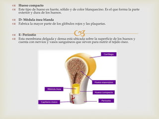 
 Hueso compacto
 Este tipo de hueso es fuerte, sólido y de color blanquecino. Es el que forma la parte
exterior y dura de los huesos.
 D- Médula ósea blanda
 Fabrica la mayor parte de los glóbulos rojos y las plaquetas.
 E- Periostio
 Esta membrana delgada y densa está ubicada sobre la superficie de los huesos y
cuenta con nervios y vasos sanguíneos que sirven para nutrir el tejido óseo.
 