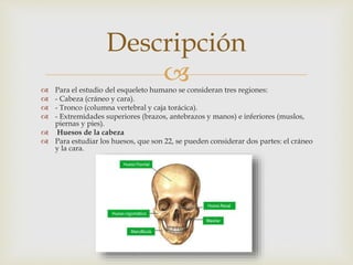  Para el estudio del esqueleto humano se consideran tres regiones:
 - Cabeza (cráneo y cara).
 - Tronco (columna vertebral y caja torácica).
 - Extremidades superiores (brazos, antebrazos y manos) e inferiores (muslos,
piernas y pies).
 Huesos de la cabeza
 Para estudiar los huesos, que son 22, se pueden considerar dos partes: el cráneo
y la cara.
Descripción
 