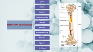 Sistema óseo, correspondiente al esqueleto axial y apendicular | PPTX
