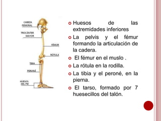 Huesos
de
las
extremidades inferiores
 La
pelvis y el fémur
formando la articulación de
la cadera.
 El fémur en el muslo .
 La rótula en la rodilla.
 La tibia y el peroné, en la
pierna.
 El tarso, formado por 7
huesecillos del talón.


 