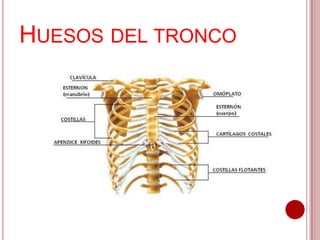 HUESOS DEL TRONCO

 