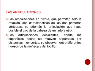 LAS ARTICULACIONES
Las articulaciones en pivote, que permiten sólo la
rotación, son características de las dos primeras
vértebras; es además la articulación que hace
posible el giro de la cabeza de un lado a otro.
 Las
articulaciones deslizantes, donde las
superficies óseas se mueven separadas por
distancias muy cortas, se observan entre diferentes
huesos de la muñeca y del tobillo.


 