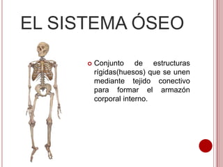 EL SISTEMA ÓSEO


Conjunto de estructuras
rígidas(huesos) que se unen
mediante tejido conectivo
para formar el armazón
corporal interno.

 