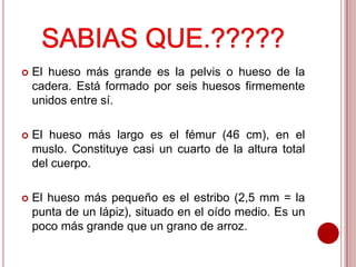 

El hueso más grande es la pelvis o hueso de la
cadera. Está formado por seis huesos firmemente
unidos entre sí.



El hueso más largo es el fémur (46 cm), en el
muslo. Constituye casi un cuarto de la altura total
del cuerpo.



El hueso más pequeño es el estribo (2,5 mm = la
punta de un lápiz), situado en el oído medio. Es un
poco más grande que un grano de arroz.

 
