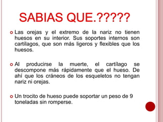 

Las orejas y el extremo de la nariz no tienen
huesos en su interior. Sus soportes internos son
cartílagos, que son más ligeros y flexibles que los
huesos.



Al producirse la muerte, el cartílago se
descompone más rápidamente que el hueso. De
ahí que los cráneos de los esqueletos no tengan
nariz ni orejas.



Un trocito de hueso puede soportar un peso de 9
toneladas sin romperse.

 