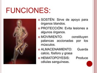 FUNCIONES:
SOSTÉN: Sirve de apoyo para
órganos blandos.
 PROTECCIÓN: Evita lesiones a
algunos órganos.
 MOVIMIENTO:
constituyen
palancas accionadas por los
músculos.
 ALMACENAMIENTO:
Guarda
calcio, fósforo y grasa
 HEMATOPOYESIS:
Produce
células sanguíneas.


 